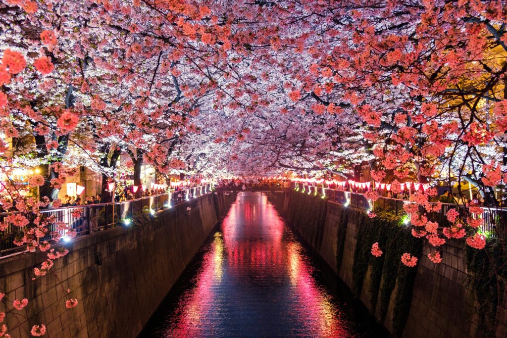 Japan Blossom