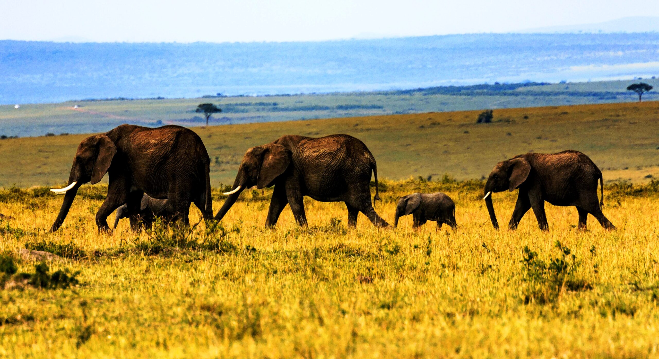 African Safari Elephants