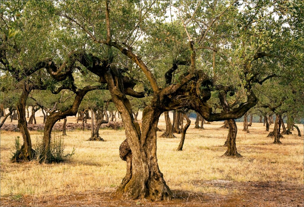 old olive tree
